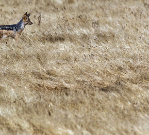 Sciacallo dalla gualdrappa (Canis mesomelas) Black-backed Jackal, Serengeti NP