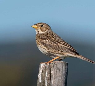 Strillozzo (Miliaria calandra) Corn Bunting