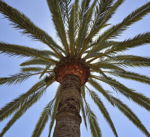 palma, palm Fuerteventura