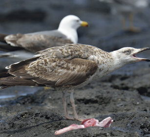 Gabbiano reale atlantico, Yellow-legged Gull Larus michahellis atlantis, Lanzarote