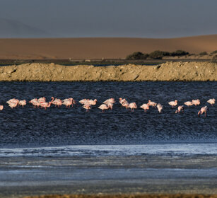 Fenicotteri minori (Phoeniconaias minor) Lesser Flamingos, Dorob NP