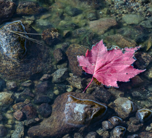 Maple's leaf Mauricie NP