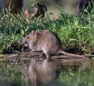 Surmolotto (Rattus norvegicus) Norway Rat Surmolotto (Rattus norvegicus) Norway Rat