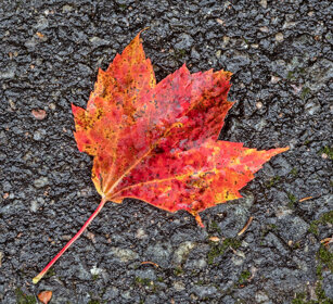 Maple's leaf Mauricie NP