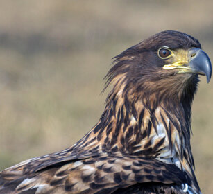 Aquila di mare (Haliaeetus albicilla) White-tailed Eagle, Polonia, Poland