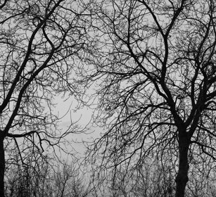 alberi d'inverno, trees in winter