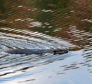 Beaver lake à Sam, Mauricie NP
