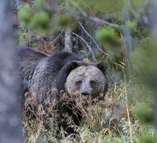 Grizzly PN di Yellowstone, Yellowstone NP