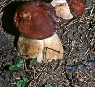 Porcini, Edible boletus Cantalupa (To), Piemonte