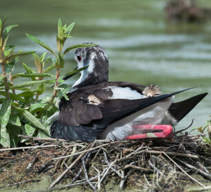 Cavalieri d'Italia (Himantopus himantopus) Black-winged Stilts, Racconigi (Cn)