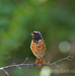 Codirosso (Phoenicurus phoenicurus), Redstart Castelletto Merli (Al)