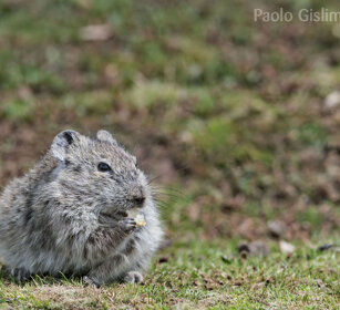 Arvicola dei prati (Arvicanthis blicki) Blicks Grass-rat, Sanetti plateau