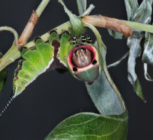 bruco di Arpia (Cerura vinula) dopo la 4° muta Puss Moth caterpillar after the 4th ecdysis