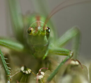 Cavalletta verde (Tettigonia virdlissima) Green Bush-cricket