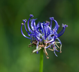 Raponzolo montano (Phyteuma orbicolare)