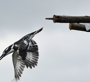 Martin pescatore bianco e nero (Ceryle rudis) Pied Kingfisher, lago Awasa, lake Awasa