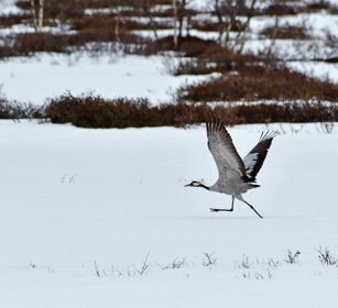 Gru, Crane Norvegia, Norway, Varanger