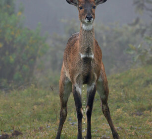 femmina di Nyala di montagna mentre urina An urinating female Mountain Nyala, Dinsho forest