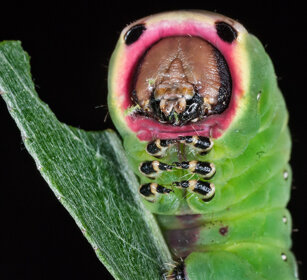 bruco di Arpia (Cerura vinula) dopo la 4° muta Puss Moth caterpillar after the 4th ecdysis