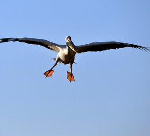 Pellicano (Pelecanus onocrotalus) Great White Pelican, lago Zway, lake Zway