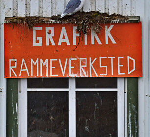 Gabbiano, Kittiwake Norvegia, Norway, Varanger