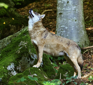 Lupo (Canis lupus), Wolf Bayerischerwald NP
