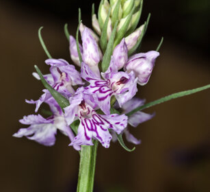 Concordia (Dactylorhiza maculata), wild orchid Oulx (To)