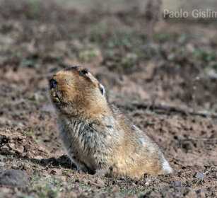 Ratto-talpa gigante, Tachyoryctes macrocephalus Big-headed Mole-rat, Sanetti plateau