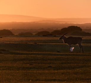 Antilope alcina (Taurotragus oryx) e Garzetta Eland and Egret, De Hoop NR