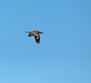 Occhione del Capo (Burhinus capensis) Spotted Thick-knee