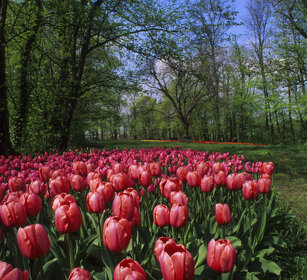 Tulipani, Tulips Pralormo (To)