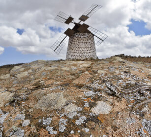 Lucertola atlantica (Gallotia atlantica) Atlantic Lizard, Fuerteventura