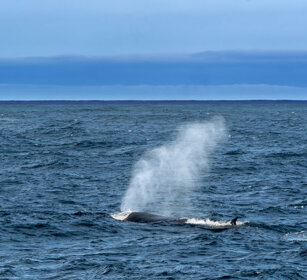 Balena, Whale Penisola antartica