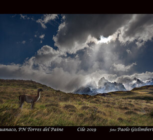 Guanaco Torres del Paine, Patagonia Guanaco Torres del Paine, Patagonia