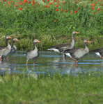 Oche selvatiche (Anser anser), Greylag Geese