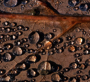 Gocce su foglia, raindrops on a leaf Cantalupa (To), Piemonte