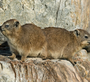 Procavie (Procavia capensis), Rock Hyraxes Hermanus