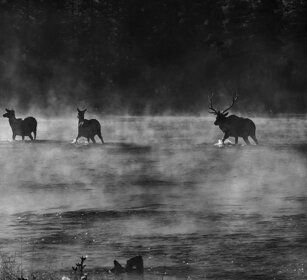Cervi canadesi, Wapiti, Yellowstone