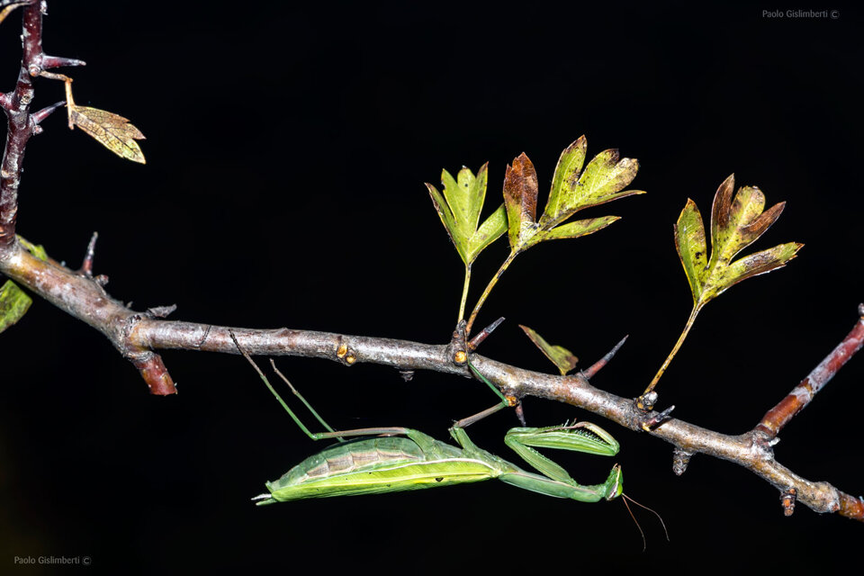 98229c23-5aca-40dc-a95a-8d143c448adc 98229c23-5aca-40dc-a95a-8d143c448adc