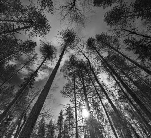 conifere, conifers Finlandia, Finland