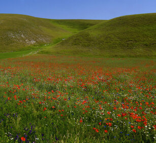 prati, meadows Castelluccio di Norcia (Pg)