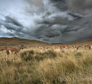 Guanachi (Lama guanicoe) PN Torres del Paine, Cile