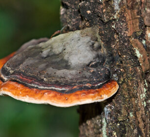Poliporo marginato (Fomitopsis pinicola) Red-belted Bracket