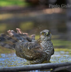 Sparviero (Accipiter nisus), Sparrowhawk Castelletto Merli (Al)