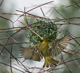 uccello Tessitore al nido, Weaver nesting lago Zway, lake Zway