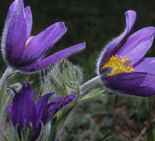 Anemone di Haller (Pulsatilla halleri) Haller's anemone, Pracatinat (To)