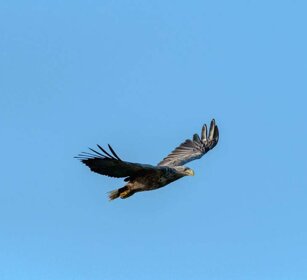Aquila di mare (Haliaeetus albicilla) White-tailed Eagle Aquila di mare (Haliaeetus albicilla) White-tailed Eagle