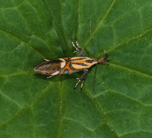 Alabonia geoffrella, Gelechioid moths