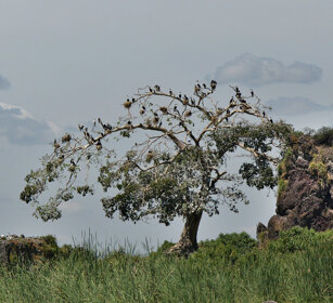 Cormorani (Phalacrocorax carbo), Great Cormorants lago Zway, lake Zway