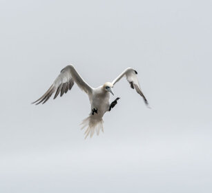 landing Gannet Bonaventura island, Gaspesie NP